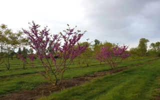 Cercis siliquastrum meerstammig 300-350