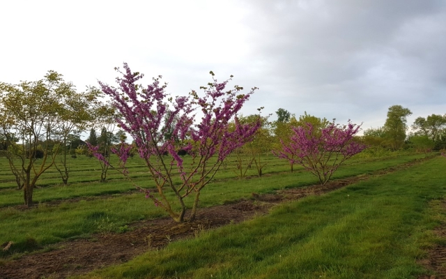 Cercis siliquastrum
