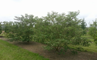 Broussonetia papyrifera meerstammig 350-400