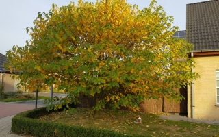 Broussonetia papyrifera