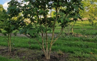 Broussonetia papyrifera (1)