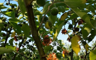 Broussonetia papyrifera bloei