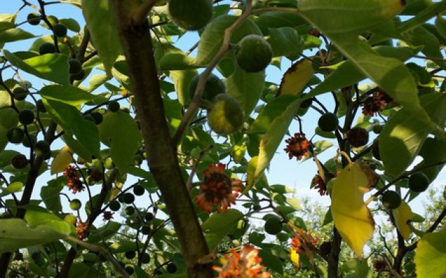 Broussonetia papyrifera