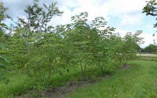 Broussonetia papyrifera meerstammig 250-300