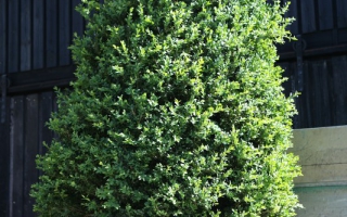 Buxus sempervirens solitaire struik