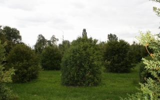 Buxus sempervirens solitaire struik 200-250