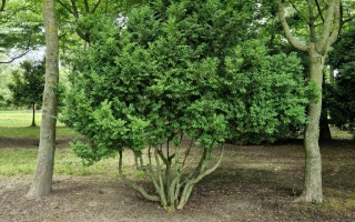 Buxus sempervirens meerstammig