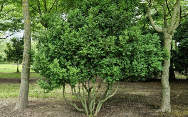 Buxus sempervirens