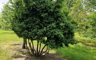 Buxus sempervirens