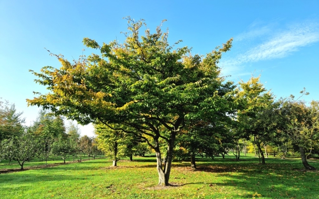 Carpinus betulus
