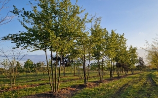 Carpinus betulus (4)