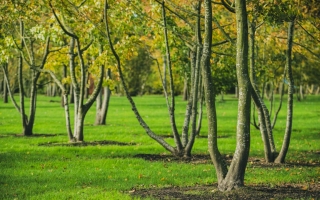 carpinus betulus_DSC5133