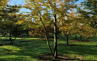 Carpinus betulus
