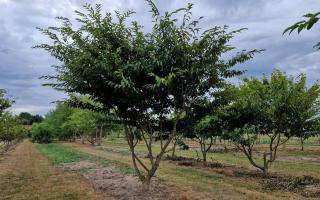 Carpinus japonica 300-350