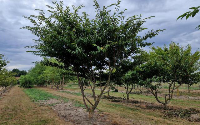 Carpinus japonica