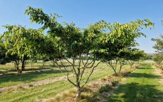 Carpinus japonica (1)