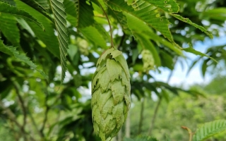 Carpinus japonica (2)