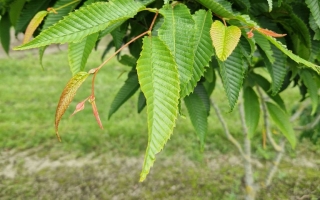 Carpinus japonica blad