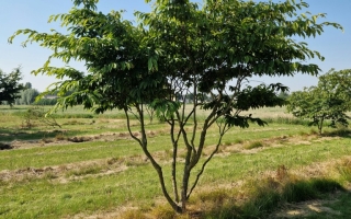 Carpinus japonica