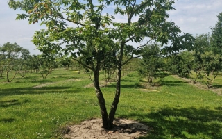 Castanea sativa (3)