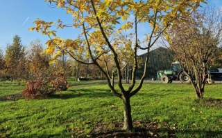 Castanea sativa herfst