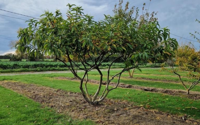 Castanea sativa