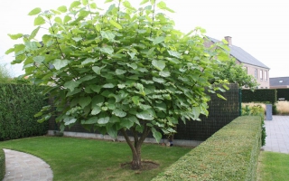 Catalpa bignonioides meerstammig