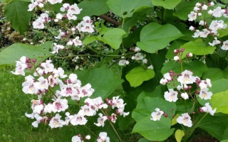 Catalpa bignonioides bloei