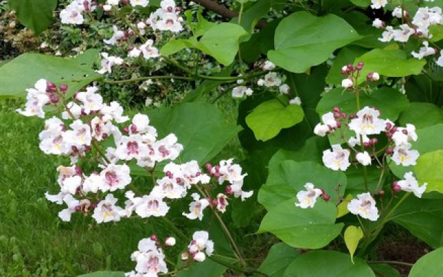 Catalpa bignonioides