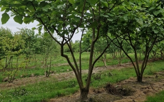 catalpa bignonioides