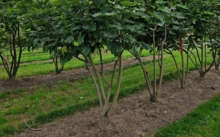 Catalpa biognonioides (2)