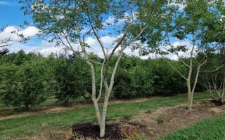 Celtis australis 400-500