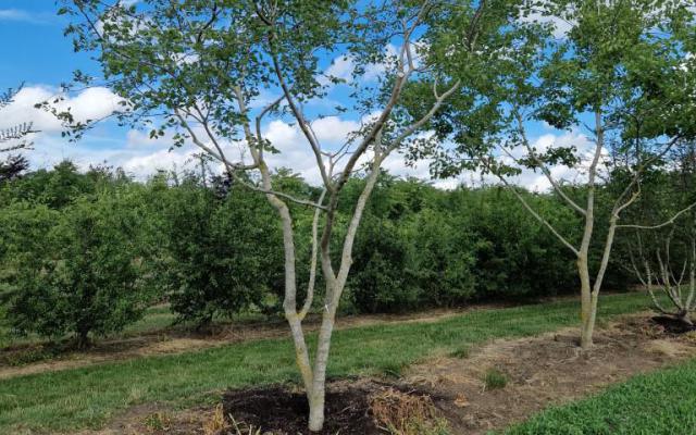 Celtis australis