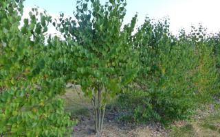 Cercidiphyllum japonicum meerstammig 200-250