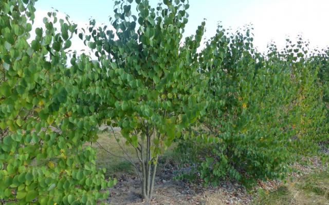 Cercidiphyllum japonicum