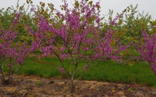 Cercis siliquastrum meerstammig bloei