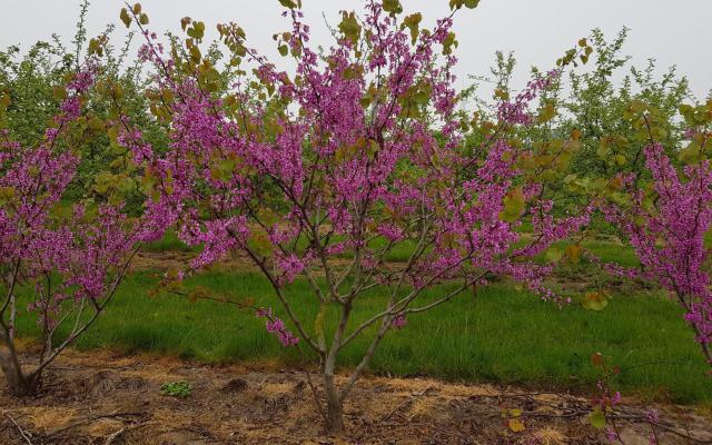 Cercis siliquastrum