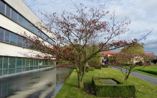 Cornus controversa meerstammig