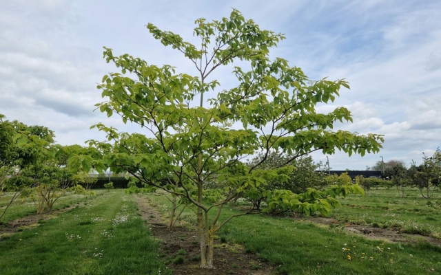 Cornus controversa