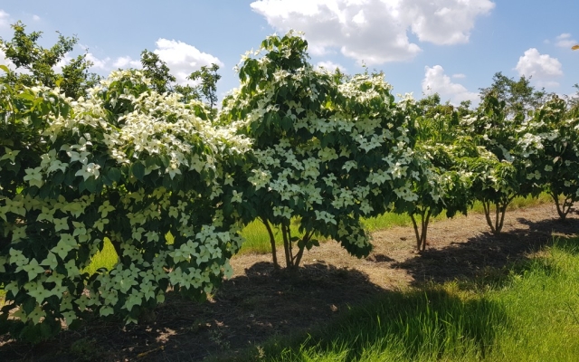 Cornus kousa 'Chinensis'