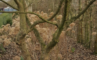 Cornus mas meerstammig