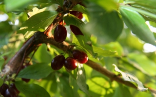 Cornus mas bessen