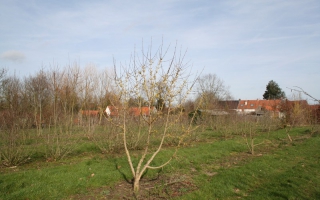 Cornus mas meerstammig 300-350