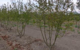 Cornus mas 250-300 meerstammig