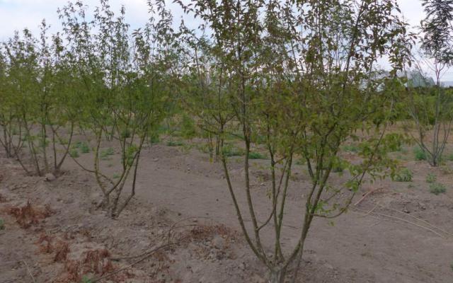 Cornus mas