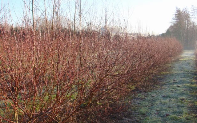 Cornus sanguinea