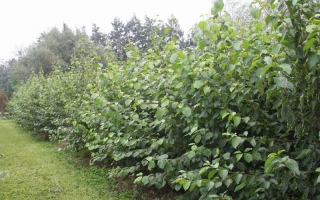 Cornus sanguinea solitaire struik 200-250