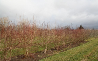 Cornus sanguinea solitaire struik 200-250 2