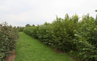 Corylus avellana solitaire struik 250-300