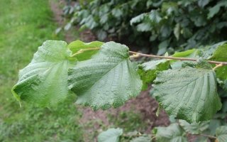 Corylus avellana blad